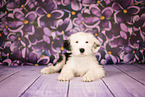 Bobtail Welpe