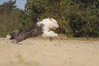 Bobtail