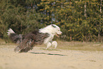 Bobtail