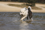 Bobtail