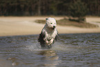 Bobtail