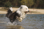 Bobtail
