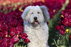 Bobtail im Tulpenfeld