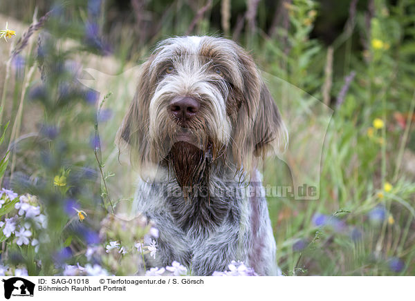 Bhmisch Rauhbart Portrait / Cesky fousek portrait / SAG-01018