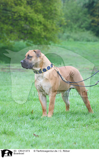 Boerboel / Boerboel / CR-01373