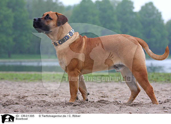 Boerboel / Boerboel / CR-01395