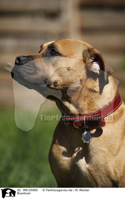 Boerboel / RR-35985