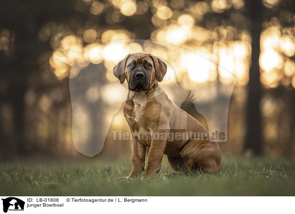 junger Boerboel / young Boerboel / LB-01808