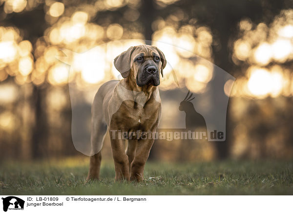 junger Boerboel / young Boerboel / LB-01809