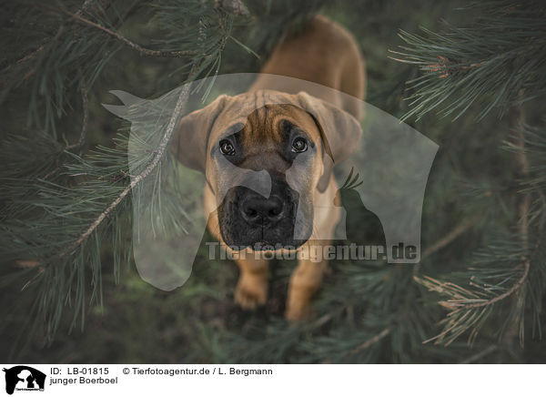 junger Boerboel / LB-01815