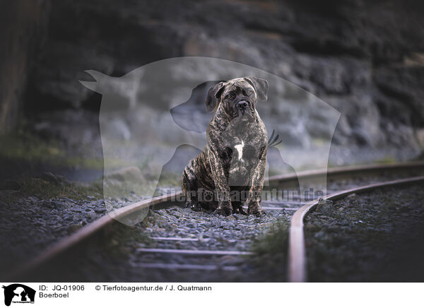Boerboel / JQ-01906