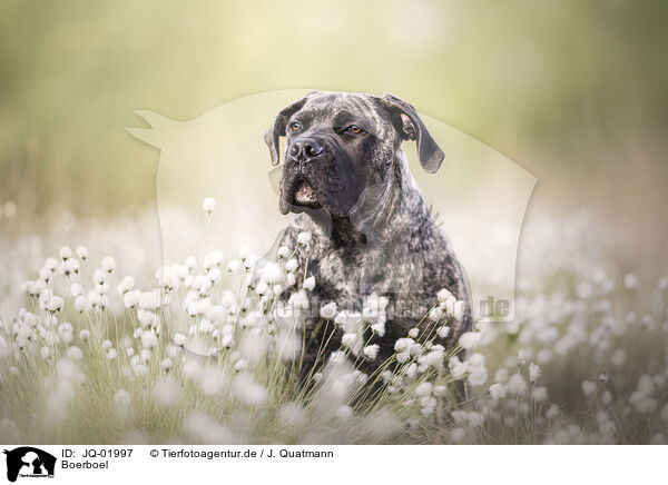 Boerboel / JQ-01997