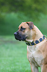 Boerboel Portrait