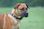 Boerboel Portrait