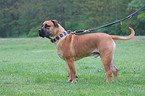 Boerboel