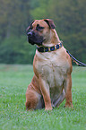 Boerboel