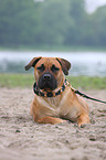 Boerboel