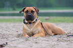 Boerboel