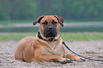 Boerboel