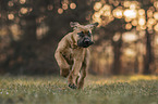 junger Boerboel