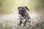Boerboel