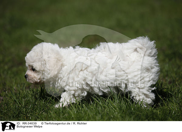 Bologneser Welpe / Bolognese Puppy / RR-34639