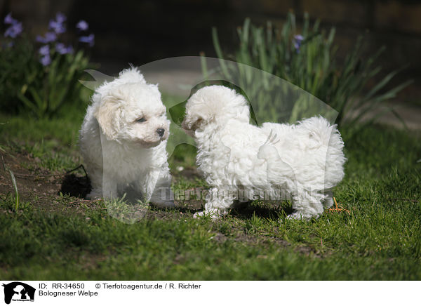 Bologneser Welpe / RR-34650