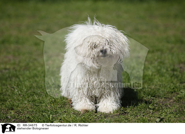 stehender Bologneser / standing Bolognese / RR-34675