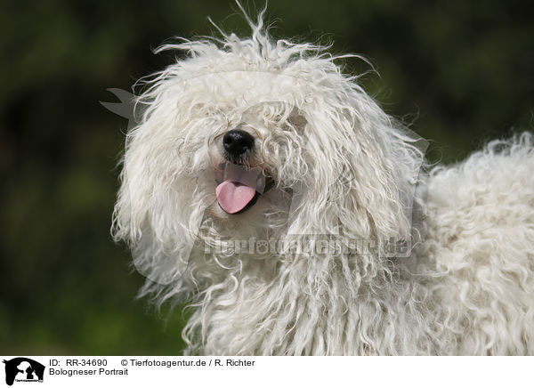 Bologneser Portrait / Bolognese Portrait / RR-34690