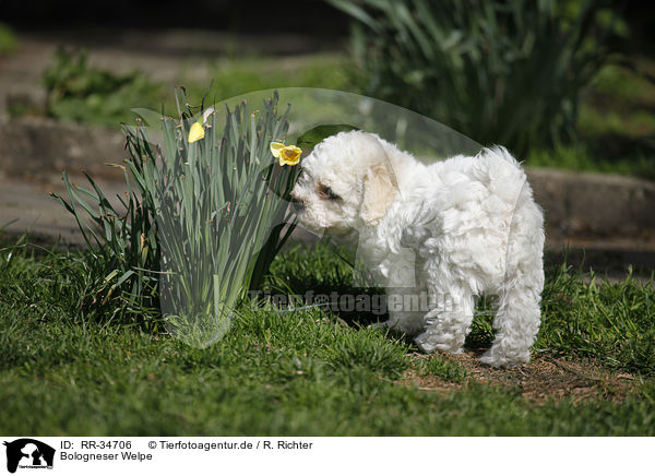 Bologneser Welpe / Bolognese Puppy / RR-34706