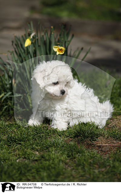 Bologneser Welpe / Bolognese Puppy / RR-34708