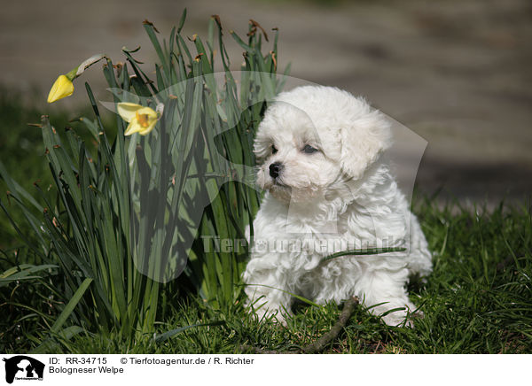 Bologneser Welpe / Bolognese Puppy / RR-34715