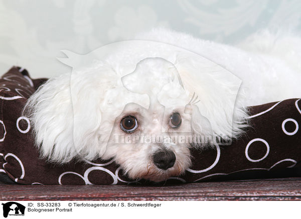 Bologneser Portrait / Bolognese Portrait / SS-33283