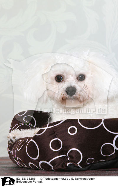Bologneser Portrait / Bolognese Portrait / SS-33286