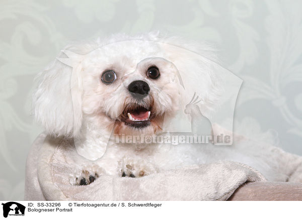 Bologneser Portrait / Bolognese Portrait / SS-33296