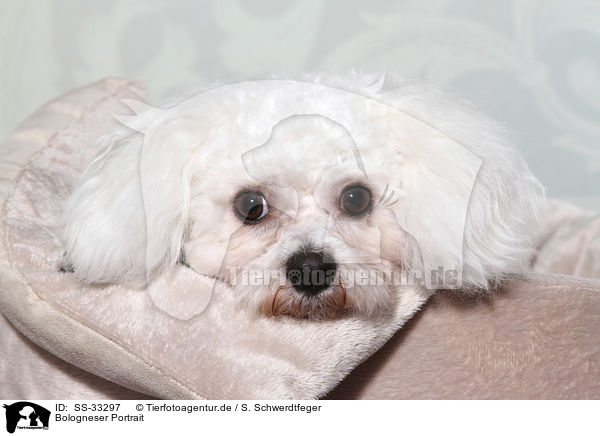 Bologneser Portrait / Bolognese Portrait / SS-33297