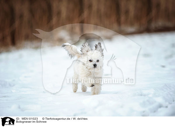 Bologneser im Schnee / Bolognese in the Snow / WDV-01023