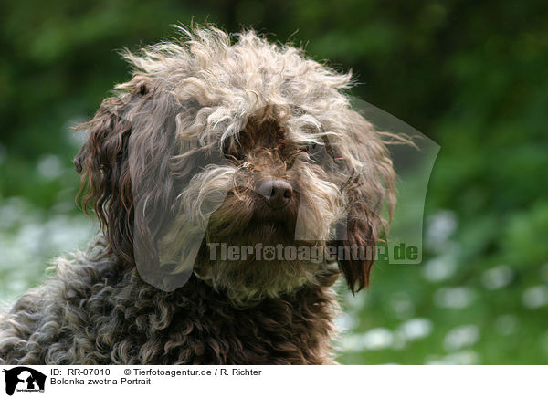 Bolonka zwetna Portrait / RR-07010