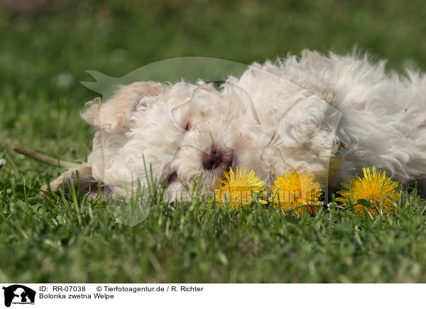 Bolonka zwetna Welpe / Bolonka zwetna puppy / RR-07038