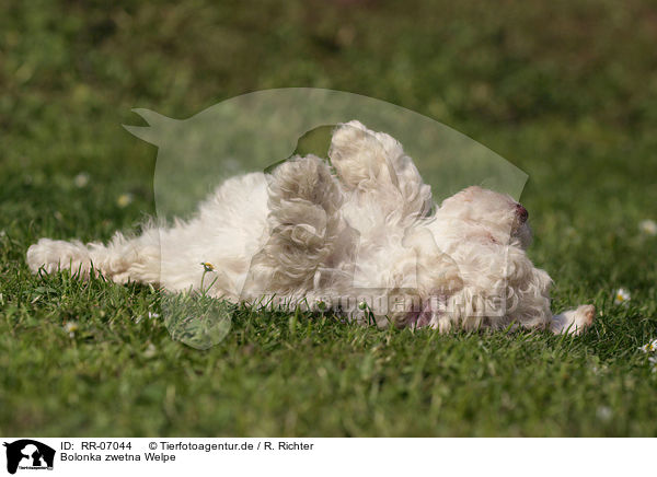 Bolonka zwetna Welpe / Bolonka zwetna puppy / RR-07044