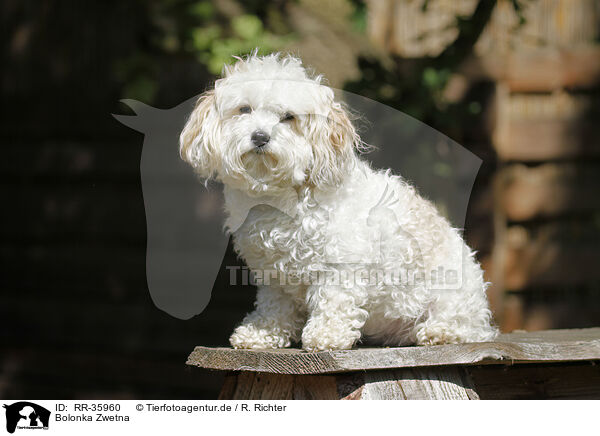 Bolonka Zwetna / Bolonka Zwetna / RR-35960