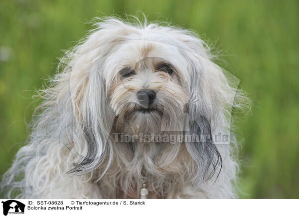 Bolonka zwetna Portrait / SST-08628
