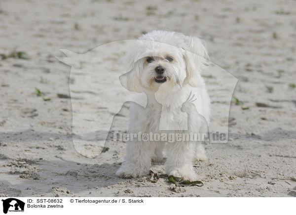 Bolonka zwetna / Bolonka zwetna / SST-08632