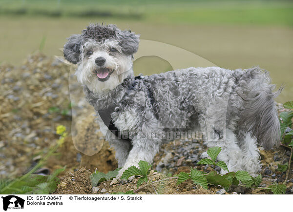 Bolonka zwetna / Bolonka zwetna / SST-08647