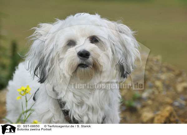 Bolonka zwetna Portrait / Bolonka zwetna Portrait / SST-08650