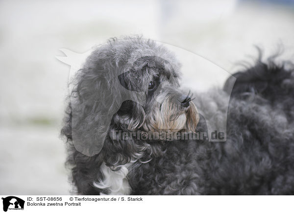 Bolonka zwetna Portrait / Bolonka zwetna Portrait / SST-08656