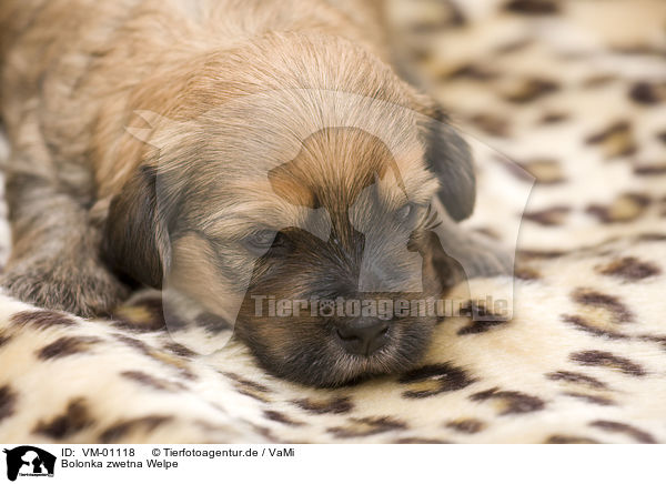 Bolonka zwetna Welpe / Bolonka zwetna puppy / VM-01118