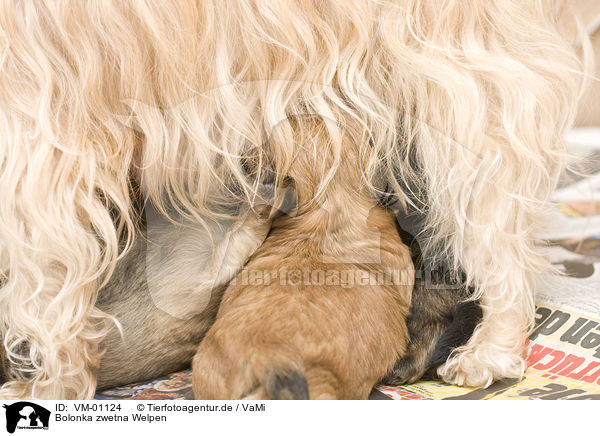 Bolonka zwetna Welpen / Bolonka zwetna puppies / VM-01124