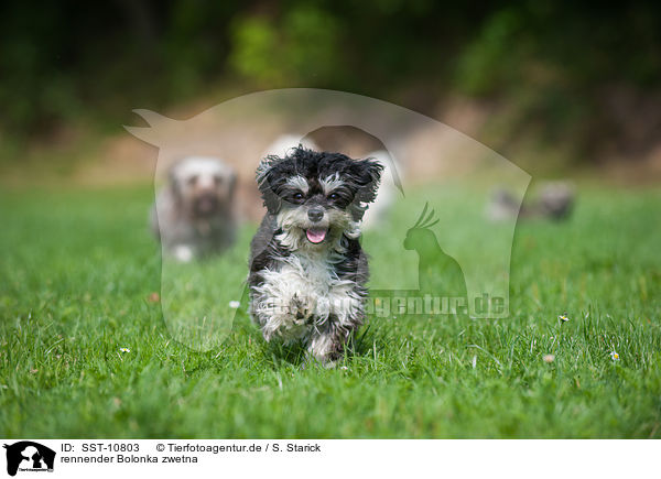 rennender Bolonka zwetna / running Bolonka zwetna / SST-10803