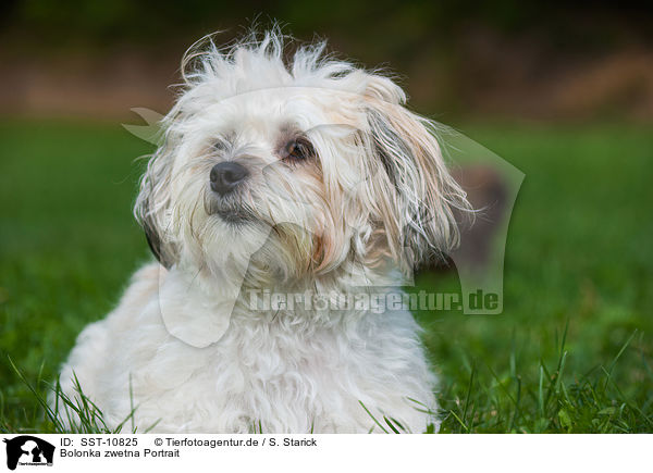 Bolonka zwetna Portrait / Bolonka zwetna Portrait / SST-10825